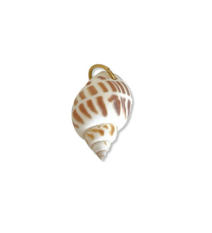 Brown Striped Shell